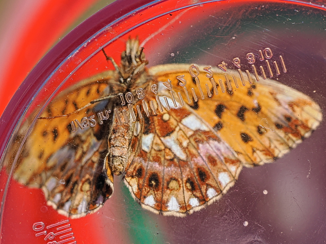 Boloria dia Butterfly captured by the authorized guide Boloria dia,Geotagged,Germany,Summer