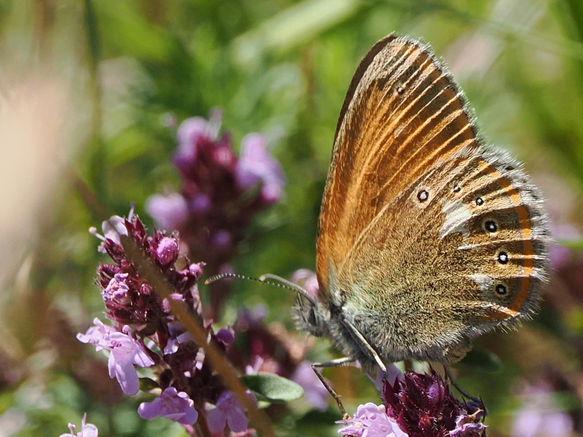 Coenonympha glycerion  Chestnut Heath,Coenonympha glycerion,Geotagged,Germany,Summer