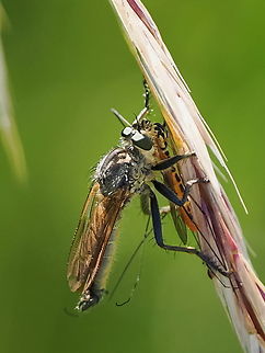 Machimus rusticus with prey Prey Tipulidae sp. Geotagged,Germany,Machimus rusticus,Summer