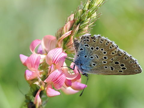 Phengaris arion nicer one outside of its cage :) Geotagged,Germany,Large blue,Phengaris arion,Summer