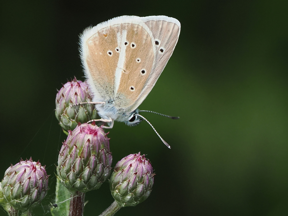 Polyommatus damon german name: Weissdolch-Bl&auml;uling, litterally in english: white dagger blue, nederlandse witstreepblauwtje<br />
<br />
the epitheton refers to <a href="https://en.wikipedia.org/wiki/Damon_and_Pythias#!#, compare #!#https://en.wikipedia.org/wiki/Die_B&uuml;rgschaft" rel="nofollow">https://en.wikipedia.org/wiki/Damon_and_Pythias#!#, compare #!#https://en.wikipedia.org/wiki/Die_B&uuml;rgschaft</a> Damon Blue,Geotagged,Germany,Polyommatus damon,Summer