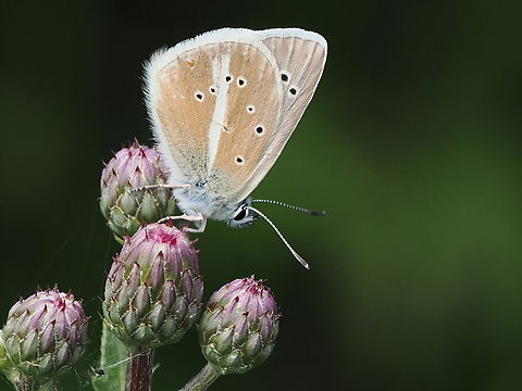 Polyommatus damon german name: Weissdolch-Bl&auml;uling, litterally in english: white dagger blue, nederlandse witstreepblauwtje

the epitheton refers to https://en.wikipedia.org/wiki/Damon_and_Pythias, compare https://en.wikipedia.org/wiki/Die_B&uuml;rgschaft Damon Blue,Geotagged,Germany,Polyommatus damon,Summer