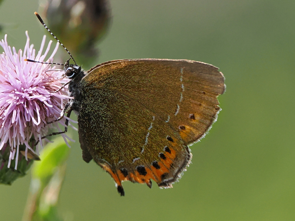Satyrium pruni  Black hairstreak,Geotagged,Germany,Satyrium pruni,Summer