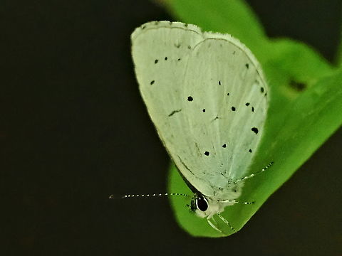 Celastrina argiolus  Celastrina argiolus,Geotagged,Germany,Holly Blue,Summer