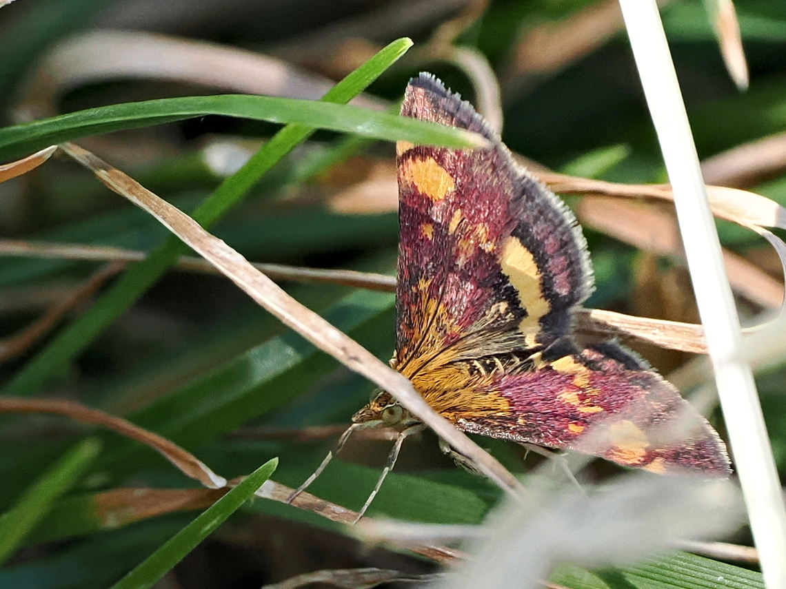 Pyrausta aurata  Geotagged,Germany,Mint Moth,Pyrausta aurata,Summer