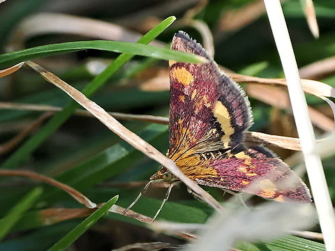 Pyrausta aurata  Geotagged,Germany,Mint Moth,Pyrausta aurata,Summer
