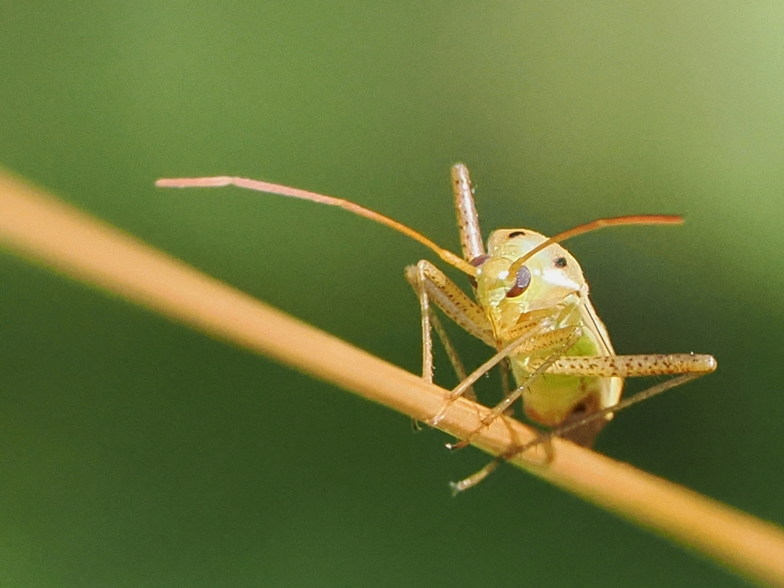 Adelphocoris lineolatus  Adelphocoris lineolatus,Alfalfa Plant Bug,Geotagged,Germany,Summer