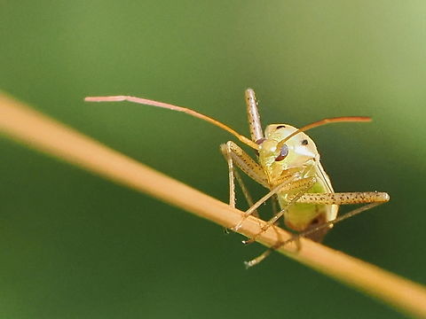 Adelphocoris lineolatus  Adelphocoris lineolatus,Alfalfa Plant Bug,Geotagged,Germany,Summer