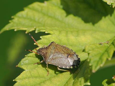 Peribalus strictus  Geotagged,Germany,Peribalus strictus,Summer,Vernal Shieldbug
