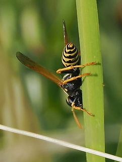 Polistes dominula  European paper wasp,Geotagged,Germany,Polistes dominula,Summer