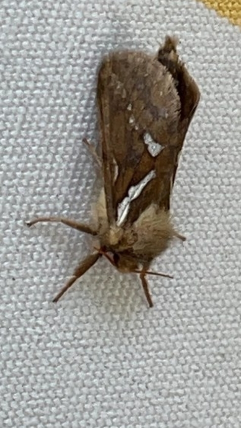 Korscheltellus lupulina  Geotagged,Germany,Korscheltellus lupulina