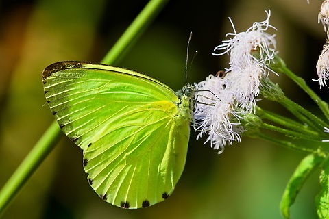 Eurema hecabe  Angola,Common Grass Yellow,Eurema hecabe,Fall,Geotagged