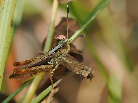 Gomphocerippus rufus  Geotagged,Germany,Gomphocerippus rufus,Rufous grasshopper,Summer