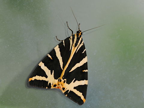 Euplagia quadripunctaria in Germany now called Spanish Flag, in former - long passed - times often named Russian Bear Euplagia quadripunctaria,Geotagged,Germany,Jersey tiger,Summer