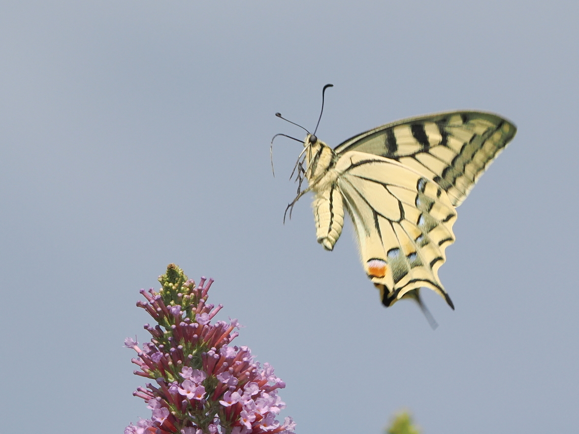 Papilio machaon looks like coming home for a good meal.<br />
Instead, flying off after feasting on these flowers.<br />
Taken by ProCapture Geotagged,Germany,Old World swallowtail,Papilio machaon,Summer