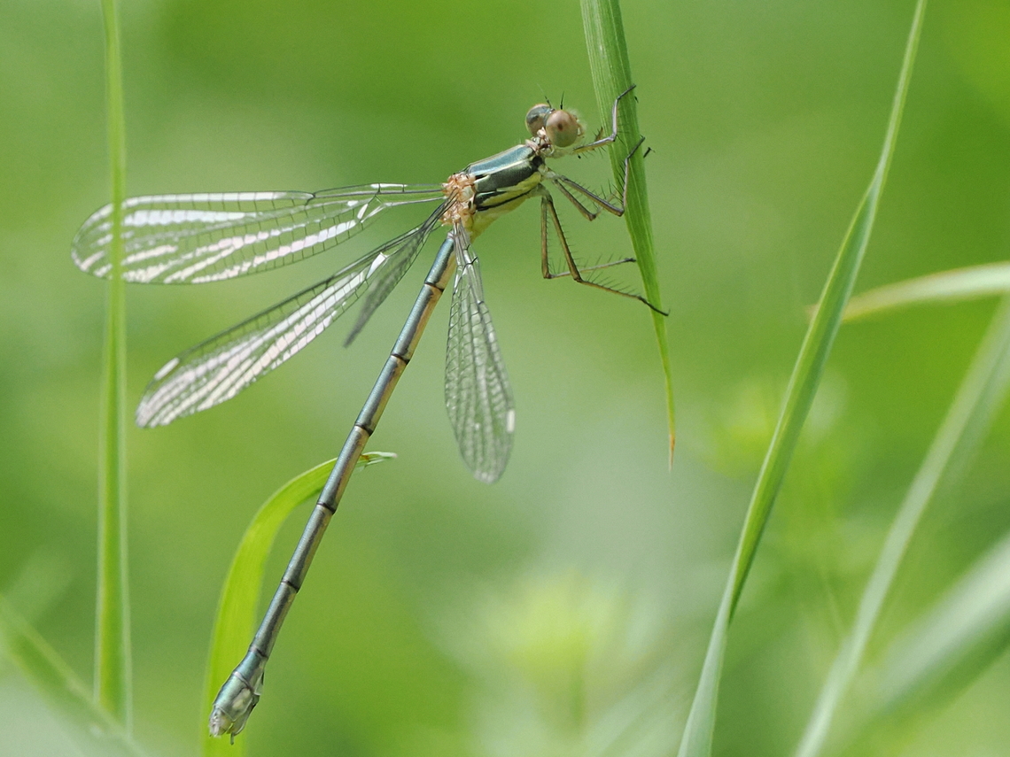 Chalcolestes viridis  Chalcolestes viridis,Geotagged,Germany,Summer,Willow Emerald Damselfly