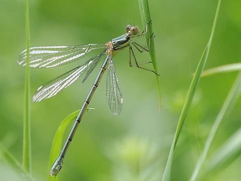 Chalcolestes viridis  Chalcolestes viridis,Geotagged,Germany,Summer,Willow Emerald Damselfly