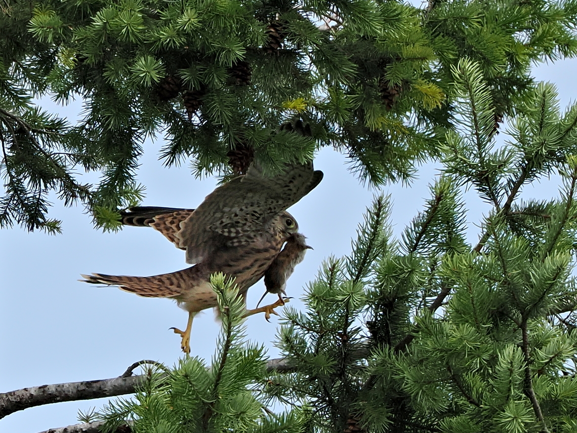 Common Kestrel with prey  Common Kestrel,Falco tinnunculus,Geotagged,Germany,Summer