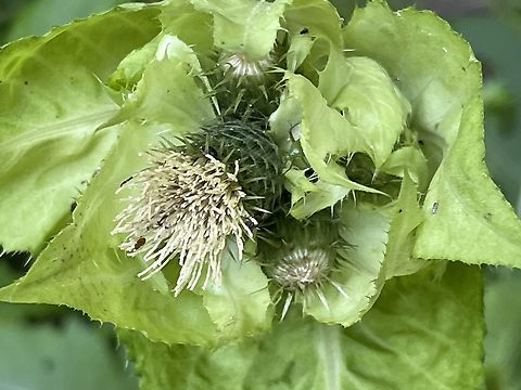 Cirsium oleraceum  Cabbage Thistle,Cirsium oleraceum,Geotagged,Germany,Summer