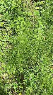 Equisetum telmateia  Equisetum telmateia,Geotagged,Germany,Northern giant horsetail