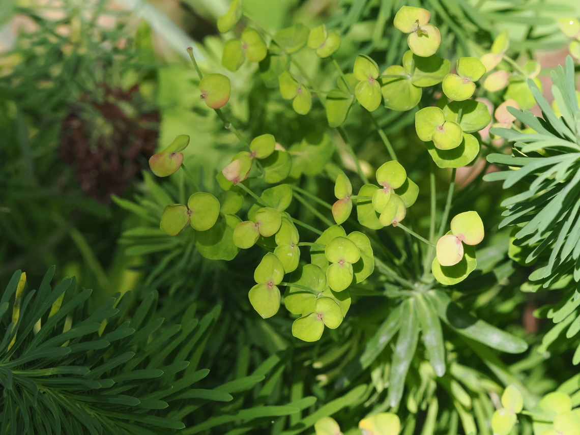Euphorbia cyparissias  Cypress spurge,Euphorbia cyparissias,Geotagged,Germany,Summer