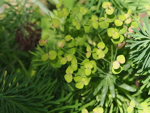 Euphorbia cyparissias  Cypress spurge,Euphorbia cyparissias,Geotagged,Germany,Summer