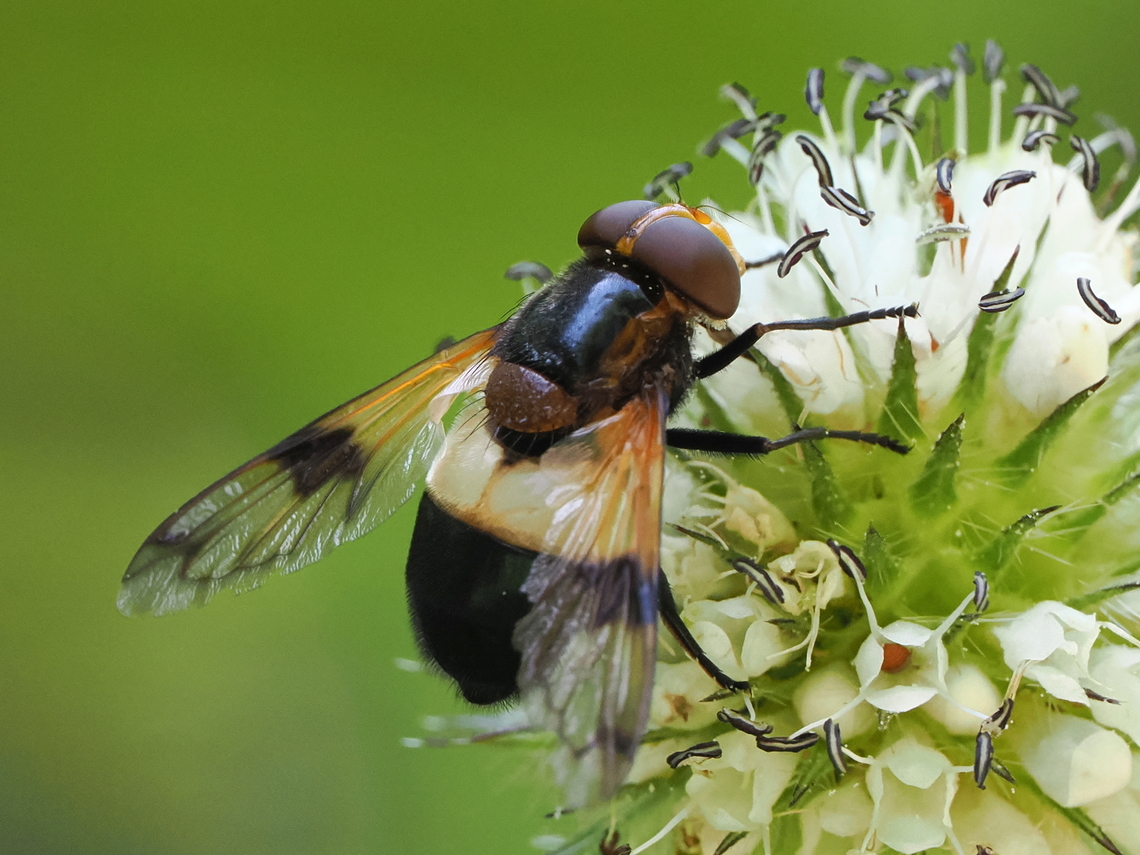 Volucella pellucens  Geotagged,Germany,Pellucid Hover Fly,Summer,Volucella pellucens