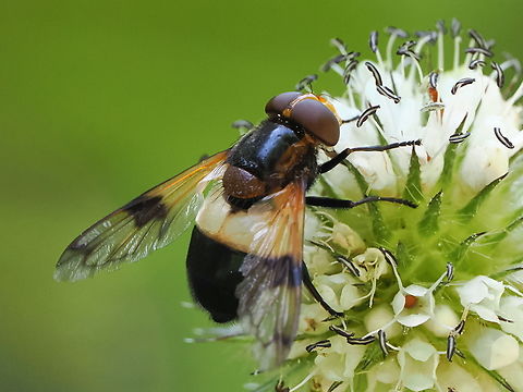 Volucella pellucens  Geotagged,Germany,Pellucid Hover Fly,Summer,Volucella pellucens
