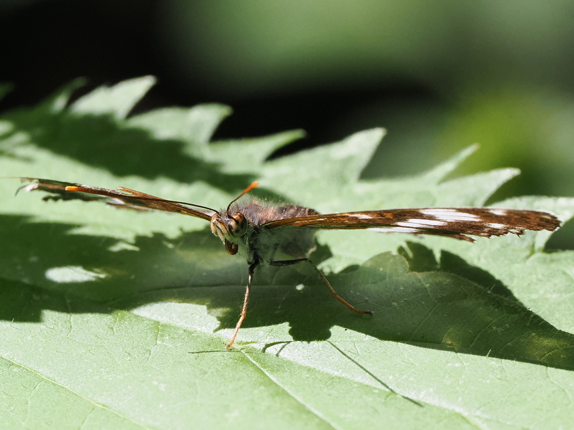 Limenitis camilla, frontal view note by enlarging the fine details of the head Geotagged,Germany,Limenitis camilla,Summer,White admiral