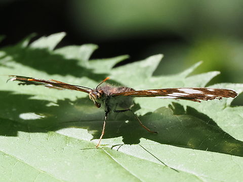 Limenitis camilla, frontal view note by enlarging the fine details of the head Geotagged,Germany,Limenitis camilla,Summer,White admiral