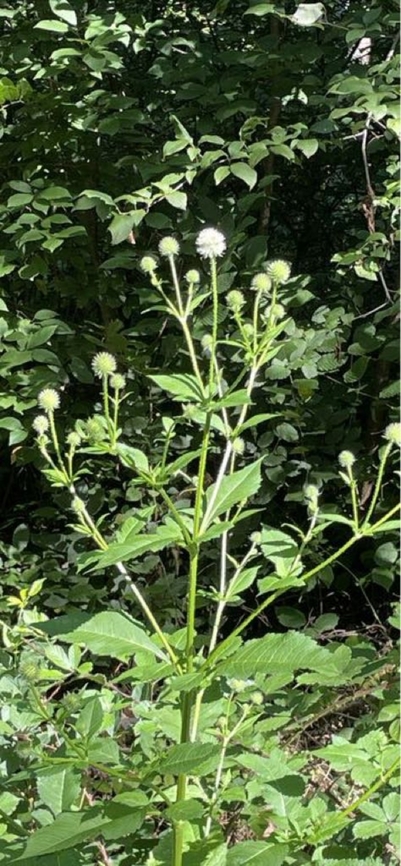 Dipsacus pilosus not nice (iphone document), but first! Dipsacus pilosus,Geotagged,Germany