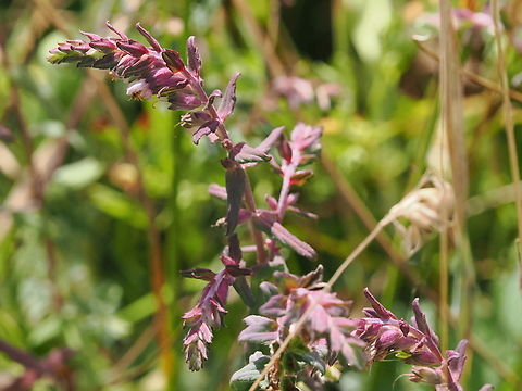 Odontites vernus  Geotagged,Germany,Odontites vernus,Red Bartsia,Summer