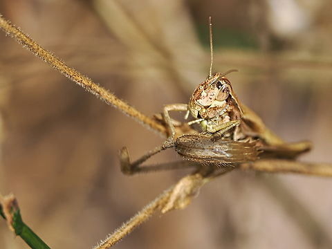 Tessellana tessellata