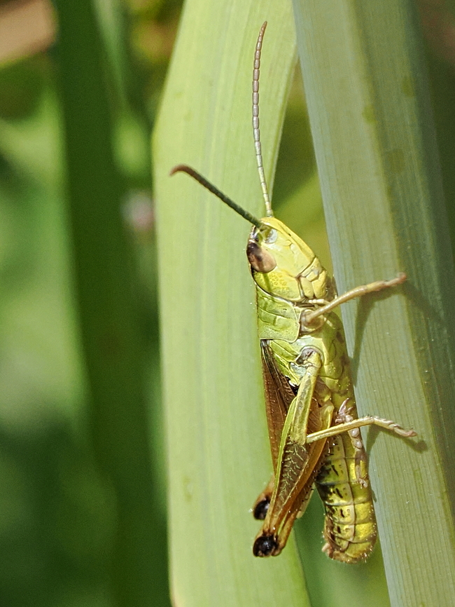 Pseudochorthippus parallelus is there an error in the species tagging with "(" ?? Chorthippus parallelus,Geotagged,Germany,Meadow grasshopper,Pseudochorthippus parallelus,Summer