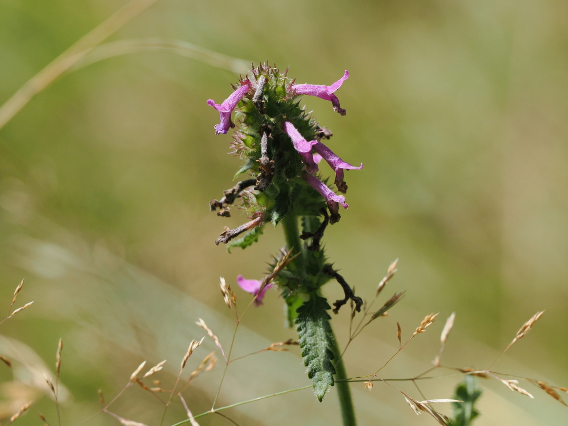 Stachys officinalis  Betonica officinalis,Common Hedge-Nettle,Geotagged,Germany,Summer