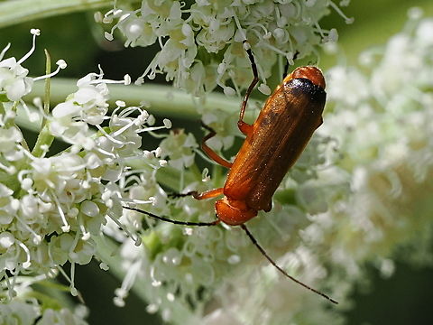 Rhagonycha fulva  Common red soldier beetle,Geotagged,Germany,Rhagonycha fulva,Summer