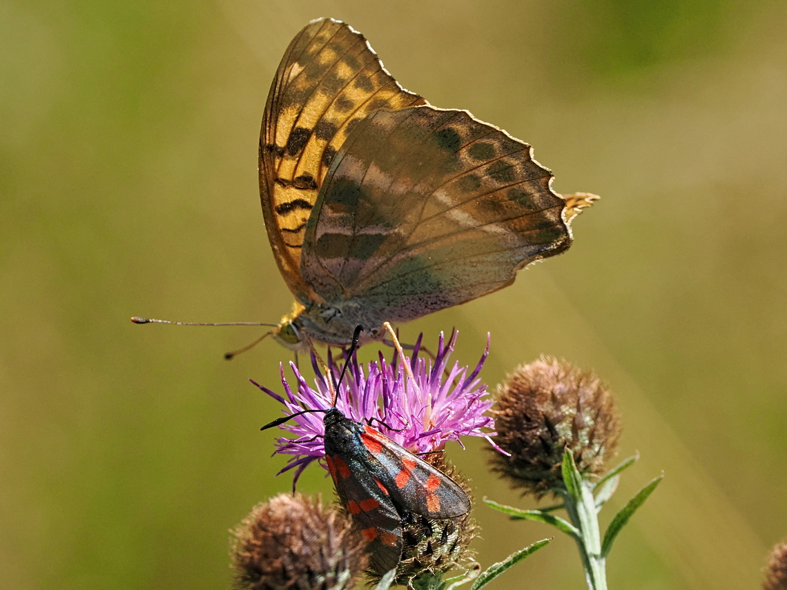 Zygaena filipendulae & Argynnis paphia Zygaena filipendulae &amp; Argynnis paphia Geotagged,Germany,Six-spot burnet,Summer,Zygaena filipendulae