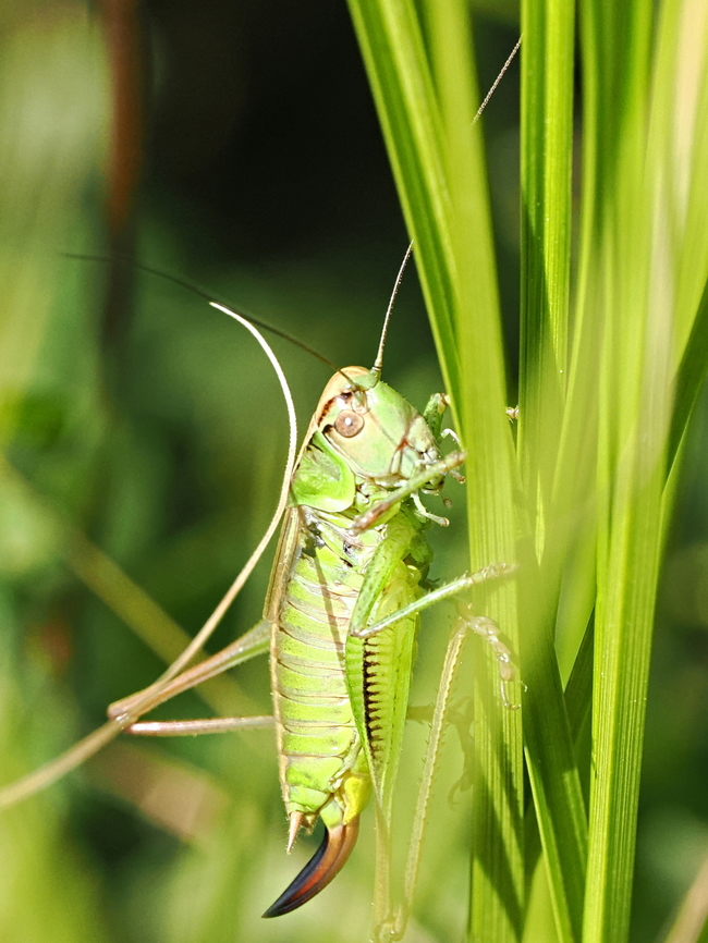 Roeseliana roeselii  Geotagged,Germany,Roeseliana roeselii,Roesels bush-cricket,Summer
