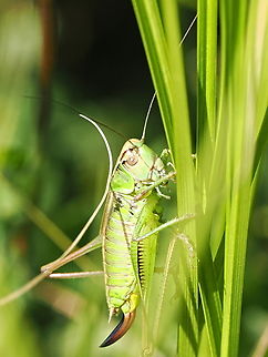 Roesel's bush-cricket