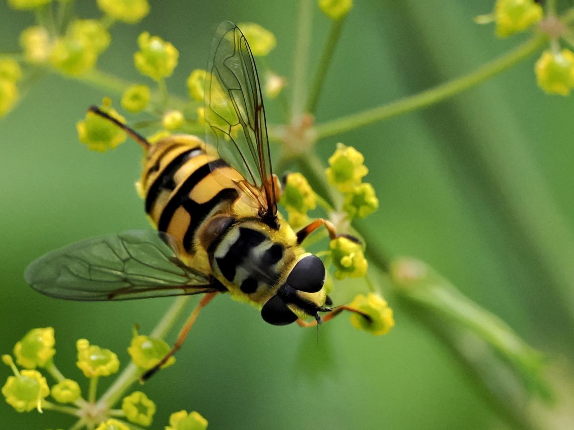 Myathropa florea "Totenkopf" clearly visible (Skull) Geotagged,Germany,Myathropa florea,Summer,Yellow-haired Sun Fly