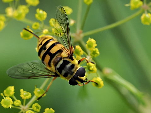 Myathropa florea "Totenkopf" clearly visible (Skull) Geotagged,Germany,Myathropa florea,Summer,Yellow-haired Sun Fly