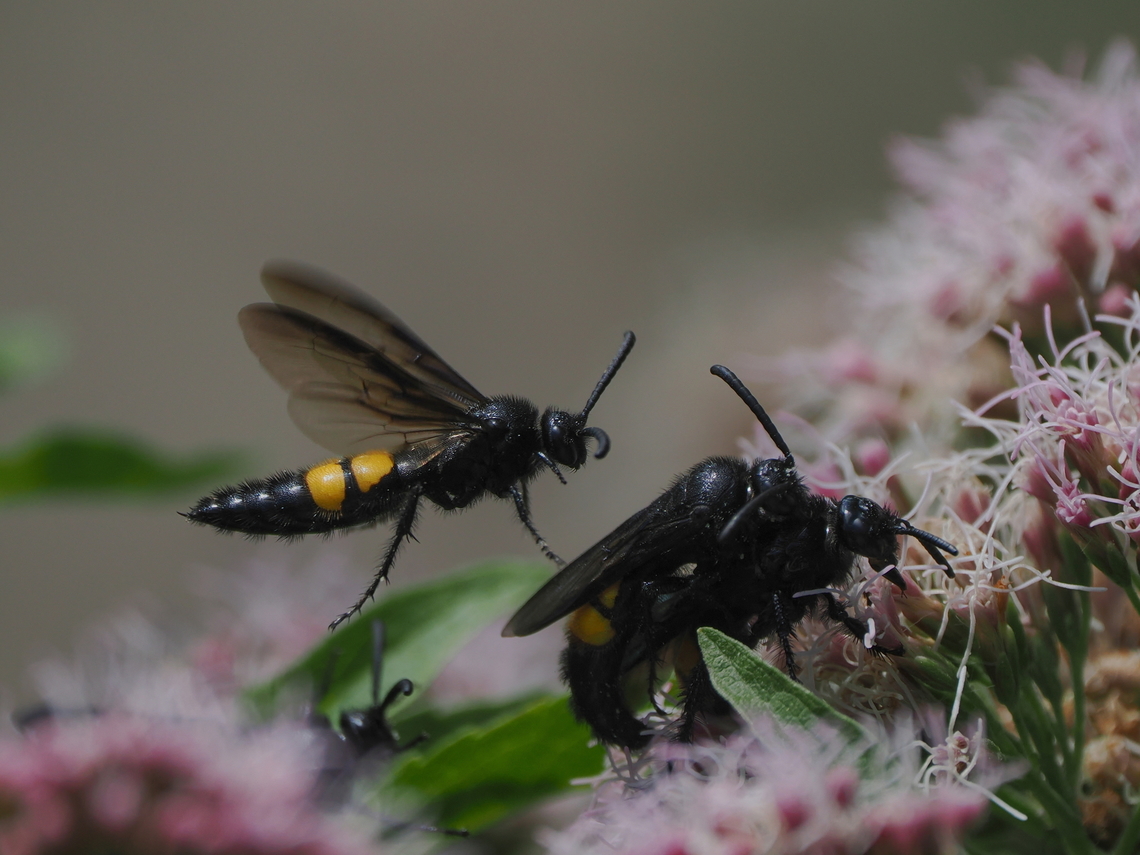 Scolia hirta several on a flower Geotagged,Germany,Scolia hirta,Summer
