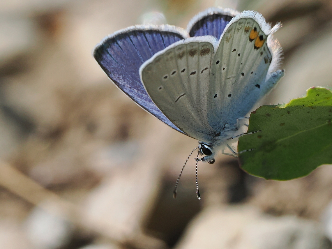 Cupido argiades  Cupido argiades,Geotagged,Germany,Short-tailed blue,Summer