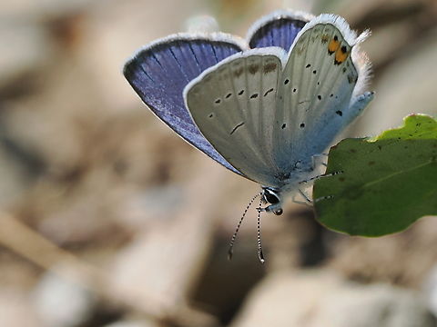 Cupido argiades  Cupido argiades,Geotagged,Germany,Short-tailed blue,Summer