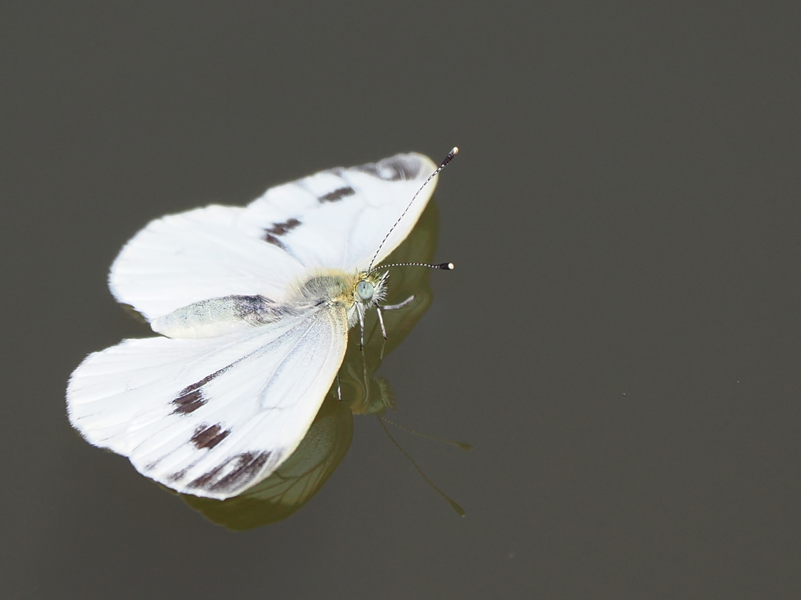 Poor butterfly, has fallen in the water ... no visible movement for several minutes. Then flew off, was drinking! Geotagged,Germany,Large white,Pieris brassicae,Summer
