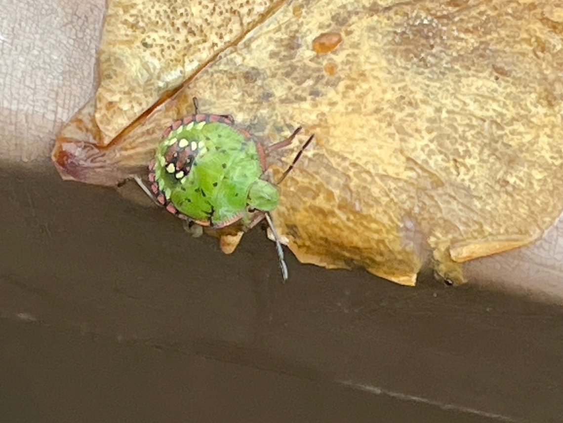 Nezara viridula on a dead leaf. Smartphone document only. Geotagged,Germany,Nezara viridula,Southern Green Stink Bug,Summer
