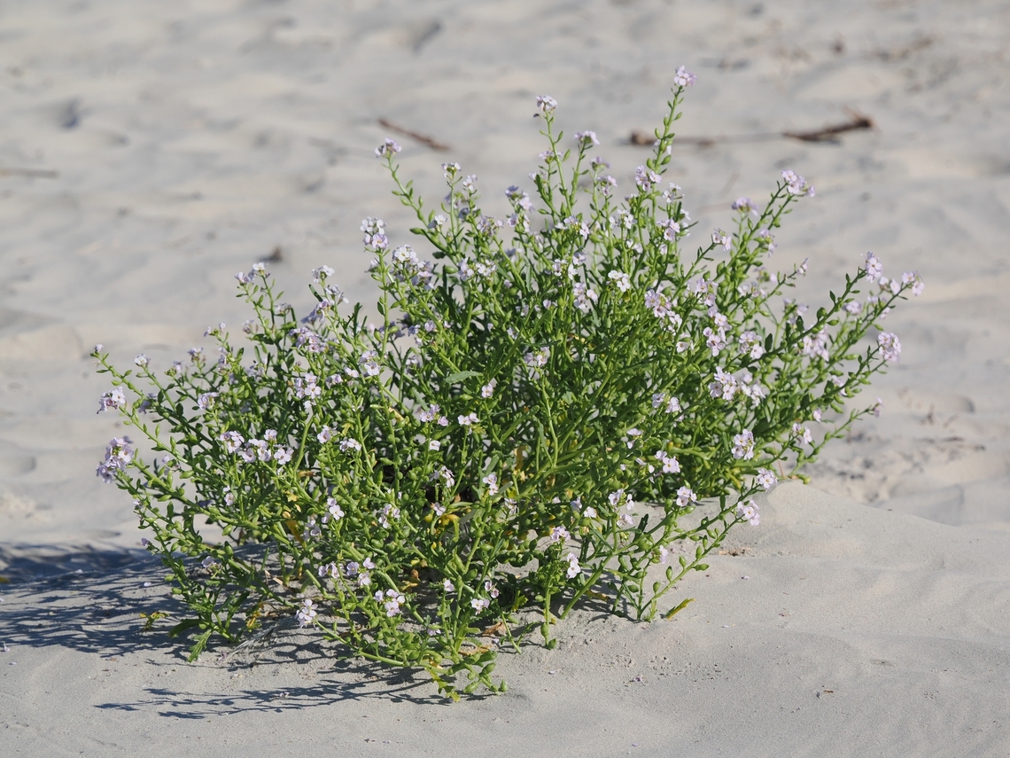 Cakile maritima seen at Langeoog Cakile maritima,European Searocket,Geotagged,Germany,Langeoog,Summer