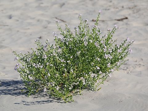 Cakile maritima seen at Langeoog Cakile maritima,European Searocket,Geotagged,Germany,Langeoog,Summer