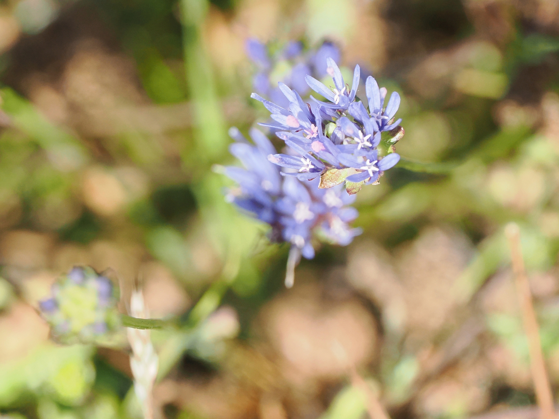 Jasione montana seen at Langeoog Geotagged,Germany,Jasione montana,Langeoog,Sheeps bit scabious,Summer