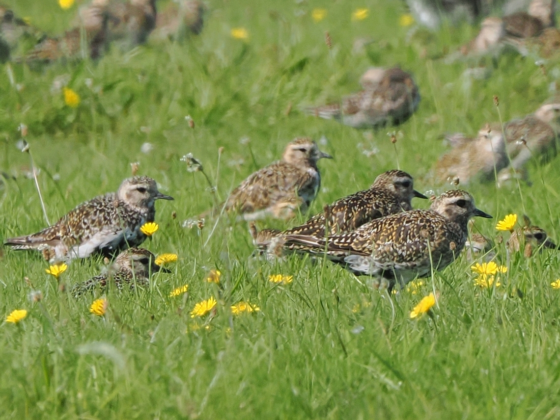 Pluvialis apricaria  European golden plover,Geotagged,Germany,Langeoog,Pluvialis apricaria,Summer